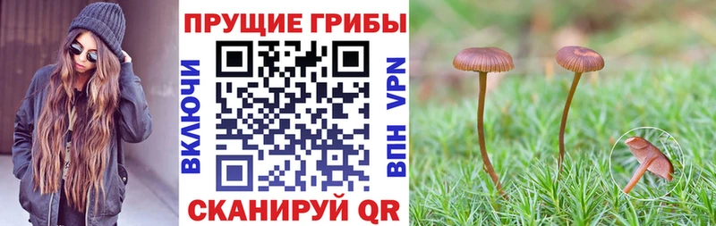 Псилоцибиновые грибы MAGIC MUSHROOMS  shop клад  Новотроицк  mega онион 
